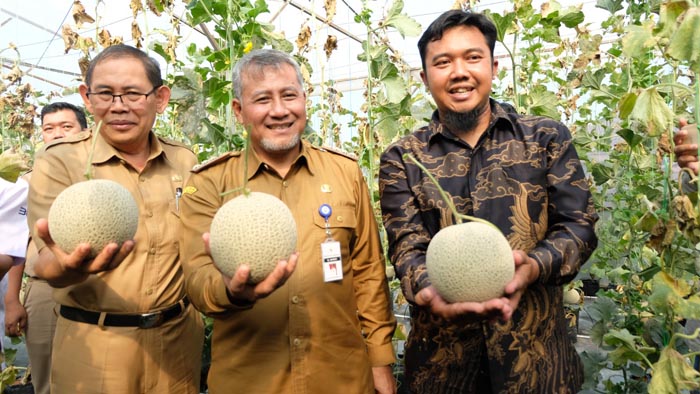 Hortikultura Melon Modern, Sukses Panen di Greenhouse Rahayu Makmur Temanggung