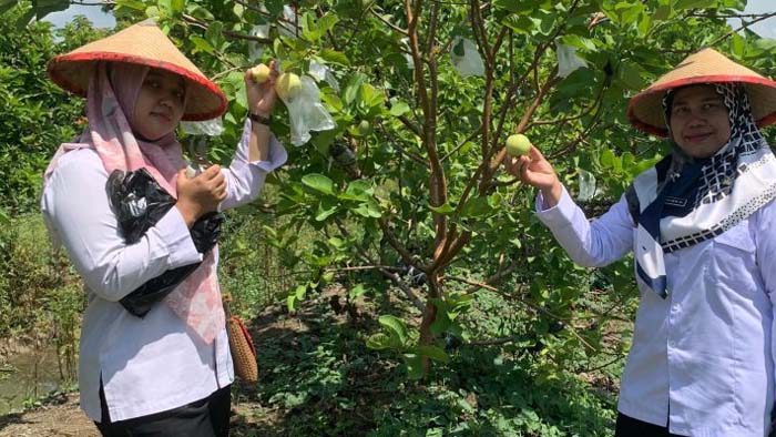 Menelusuri Kelezatan Manis Agrowisata Petik Buah Jambu Kristal di Demak