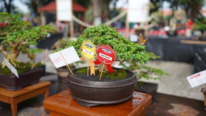 Pameran Bonsai dan Kontes Bonsai di Hari Jadi Kabupaten Sragen ke-278