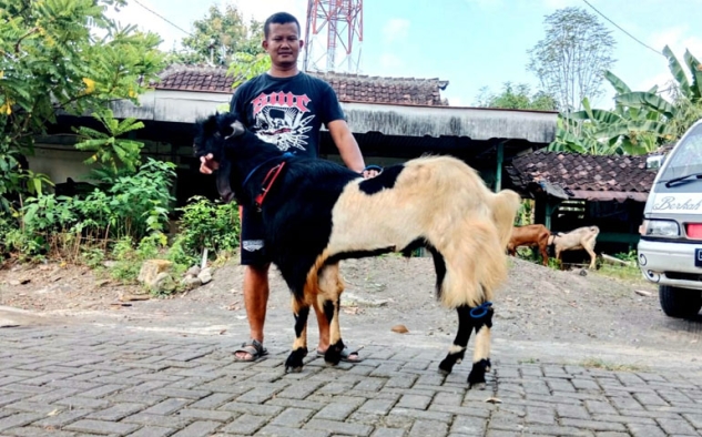 Udara Dingin Dipuncak Kemarau Ternyata Berpengaruh ke Hewan Ternak, Bagaimana Antisipasinya?