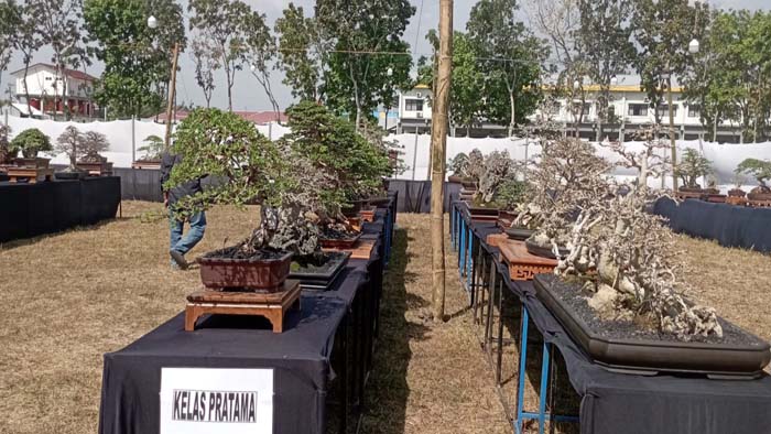 Pameran dan Kontes Bonsai Nasional di Blora 2024, Sinergi Seni dan Kreativitas yang Menginspirasi