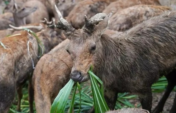 Penangkaran Rusa Timor di Kampus Undip Tembalang, Jadi Pengalaman Ekowisata Edukatif