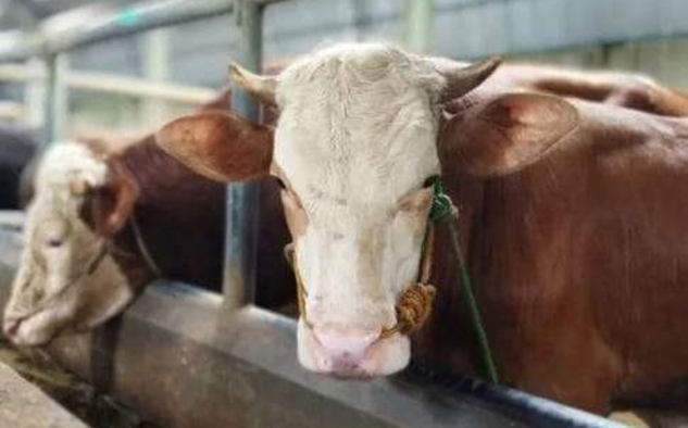 DKPP Kota Bandung Manfaatkan Teknologi untuk Periksa Hewan Kurban