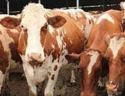 Cacing Hati Masih Ditemukan di Daging Kurban, Kenapa Bisa Terjadi?