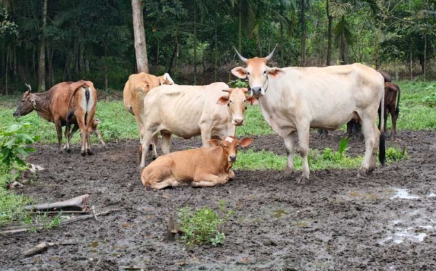 Jadi Ancaman Serius Subsektor Peternakan Nasional, Kementan dan FAO Serukan Aksi Kolektif Cegah PMK