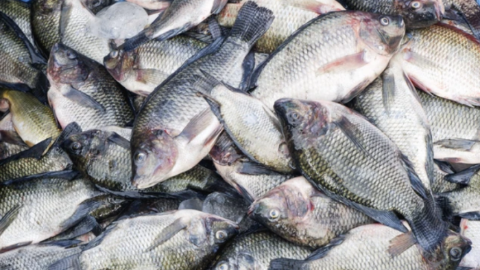 Revitalisasi Tambak Pantura Jadi Strategi KKP Perluas Pasar Global Tilapia