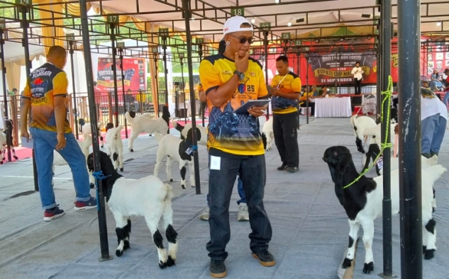 Ratusan Peserta Meriahkan Kontes Kambing Kaligesing dan Jawa Randu Ekstrim Memperebutkan Piala Bupati Cup Magelang