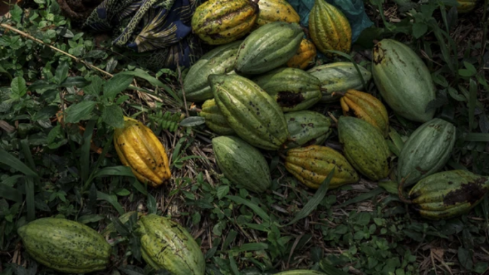 Produksi Kakao Dunia Naik, Harga dan Permintaan Stabil