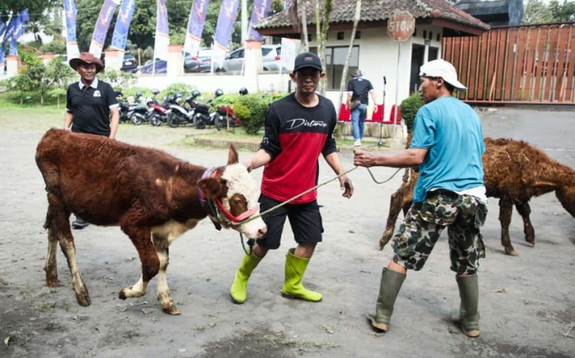 Hasil Ternak Jawa Tengah Memberikan kontribusi Besar Secara Nasional 