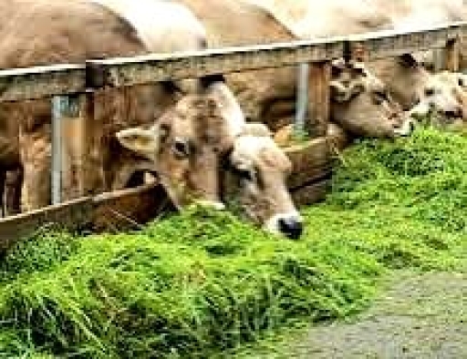 Musim Hujan Jadi Tantangan Peternak: Pakan Melimpah tapi Rentan Terkontaminasi Bakteri dan Jamur