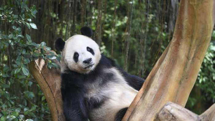 Tak Hanya Panda, Pesona Budaya China Pikat Pengunjung Istana Panda di Taman Safari Indonesia