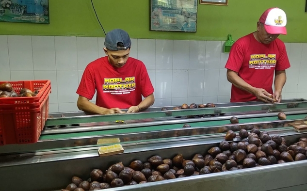 Ekspor Salak Nglumut Kab Magelang Capai Ratusan Ton