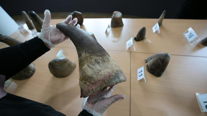 Singapura Gagalkan Penyelundupan 20 Cula Badak dari Afrika Selatan ke Laos