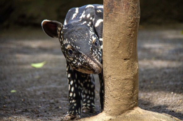 Melihat Lebih Dekat Anak Tapir Sumatra yang Baru Lahir di Bandung Zoo