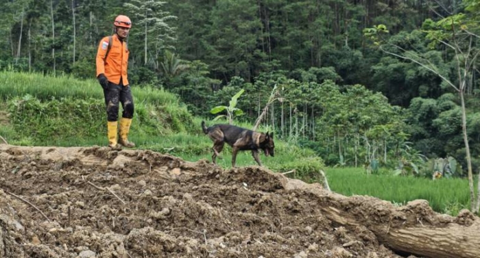 Longsor di Banjarnegara, 500 Petugas Gabungan Berjuang Cari 18 Orang yang Masih Hilang