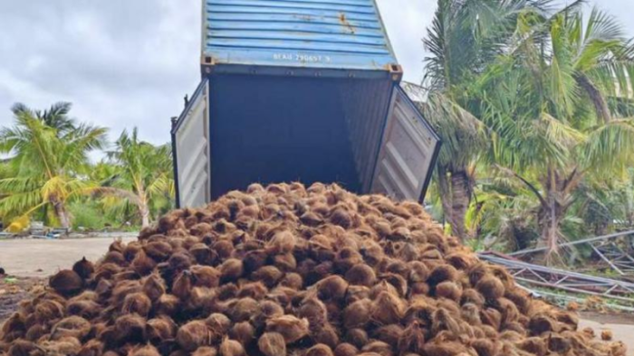 Ekspor Kelapa Indonesia ke China Melonjak 144 Persen Tahun Ini