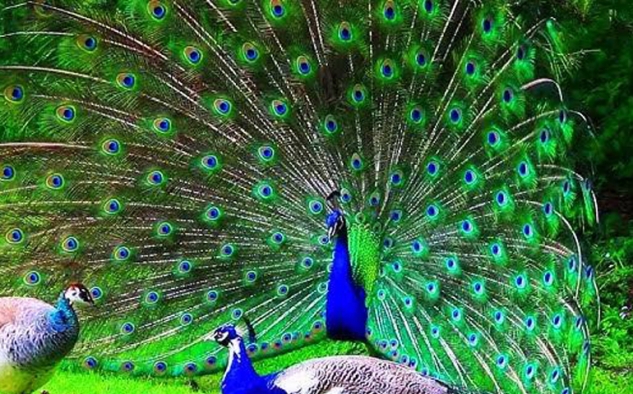 Memelihara Burung Merak: Mudah atau Sulit? Ini Penjelasan Praktisi