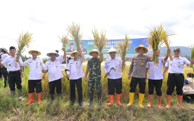 Panen Raya 2026, Banjarnegara Catatkan Surplus Beras 45.000 Ton