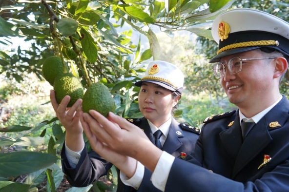 Kali Pertama, Alpukat Segar dari Menglian di China Diekspor ke Pasar ASEAN