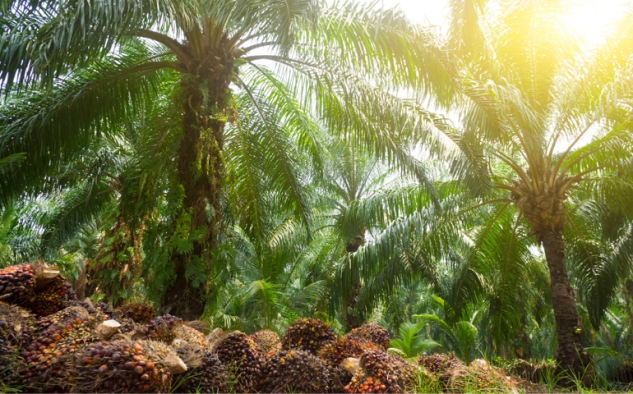 China dan Indonesia Kerja Sama Pengembangan Industri Kelapa Sawit yang Rendah Karbon