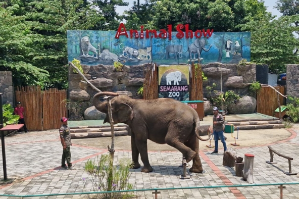 Semarang Zoo Hentikan Peragaan Tunggang Gajah