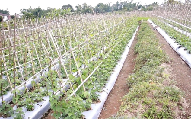 Berkat MBG, Petani NTT Bersyukur 3.000 Buncis Terserap Semua