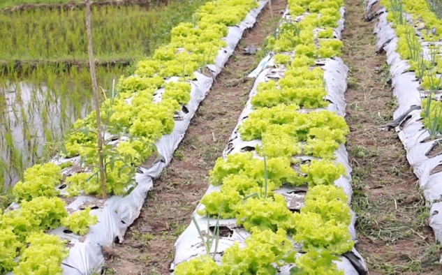 Sejak Ada MBG, Petani Manggarai NTT: Harga Wortel Kami Naik 3 Kali Lipat