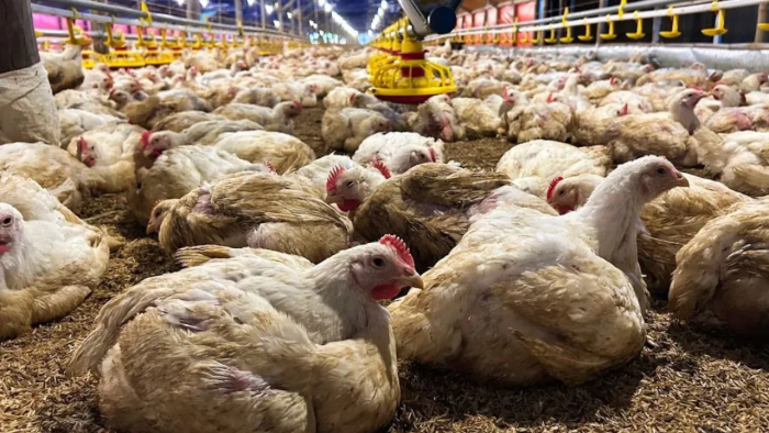 Kementan Perkuat Biosekuriti Usai Pembatasan Impor Unggas oleh Arab Saudi