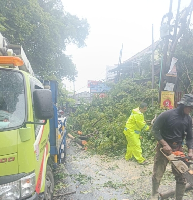 Pemkot Semarang Kembali Gerak Cepat Evakuasi Pohon Tumbang Akibat Cuaca Ekstrem