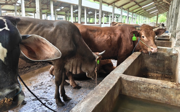 Idul Adha Dorong Lonjakan Harga Sapi Potong, KTT Rukun Boyolali Hadapi Tantangan Produksi
