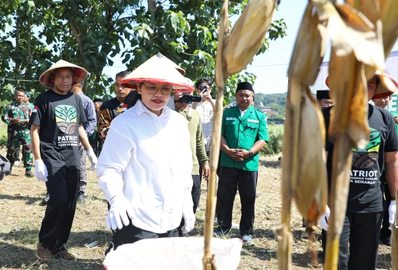 Wali Kota Semarang Agustina Apresiasi GP Ansor, Panen Raya Jagung Jadi Bukti Pemuda Mampu Perkuat Ketahanan Pangan