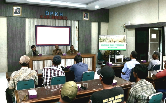 Di Tengah Nama Besar Domba Sakub, Peternak Brebes Masih Berjuang Lawan Harga Pakan