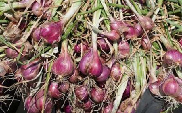 Petani Muda Gunungkidul Mulai Melirik Budidaya Bawang Merah, Prospeknya Dinilai Menjanjikan