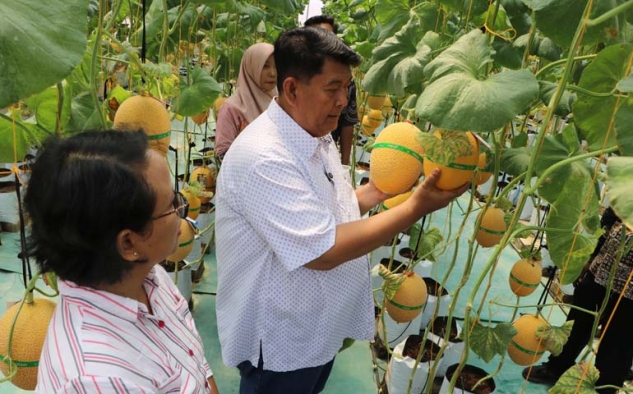 Panen Melon Merdeka Kulon Progo Dorong Kemandirian Pangan dan Peluang Ekonomi Petani Muda