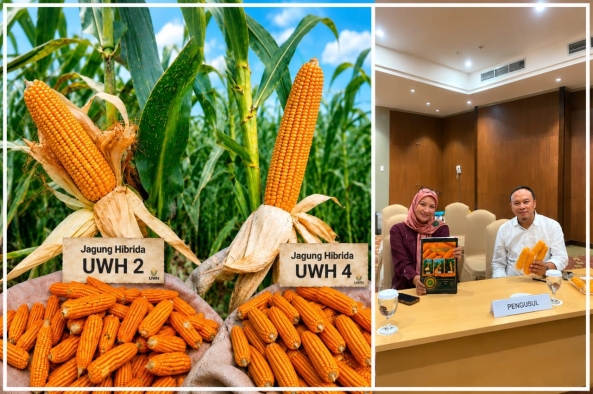 Unwahas Loloskan Dua Varietas Jagung Hibrida UWH 2 dan UWH 4