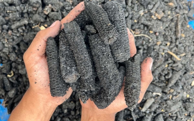 Tim Ekspedisi Patriot UNDIP Kembangkan Biochar untuk Pertanian Berkelanjutan di Kawasan Transmigrasi Senggi