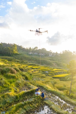 Drone Bantu Petani Angkut Padi di Terasering Yuanyang, Yunnan